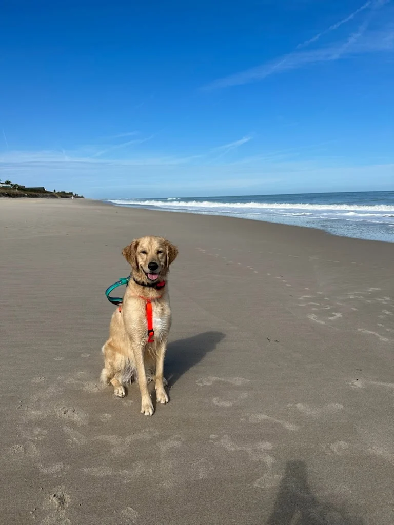 Dog at Beach