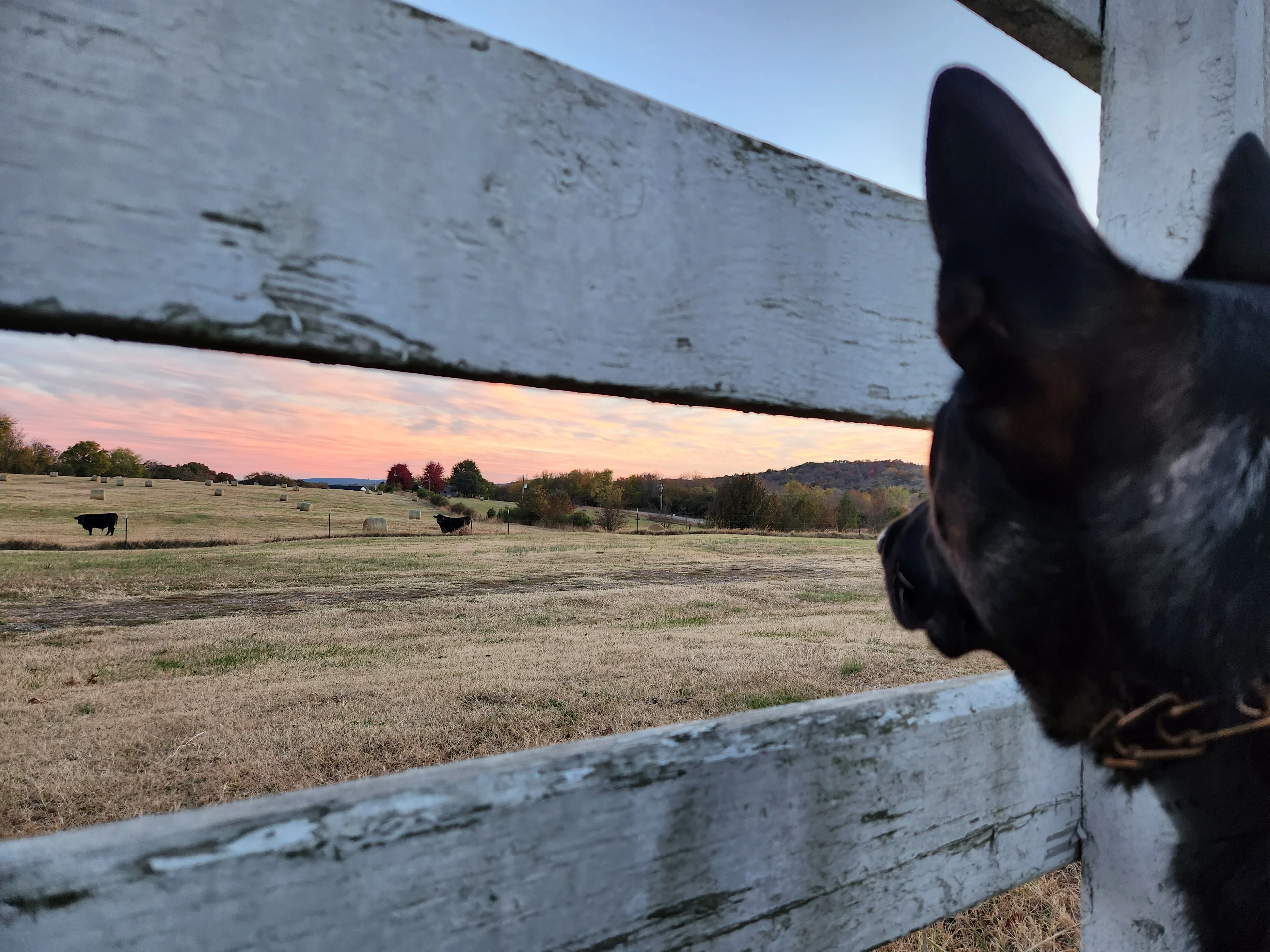 Walter looking at cows through fence