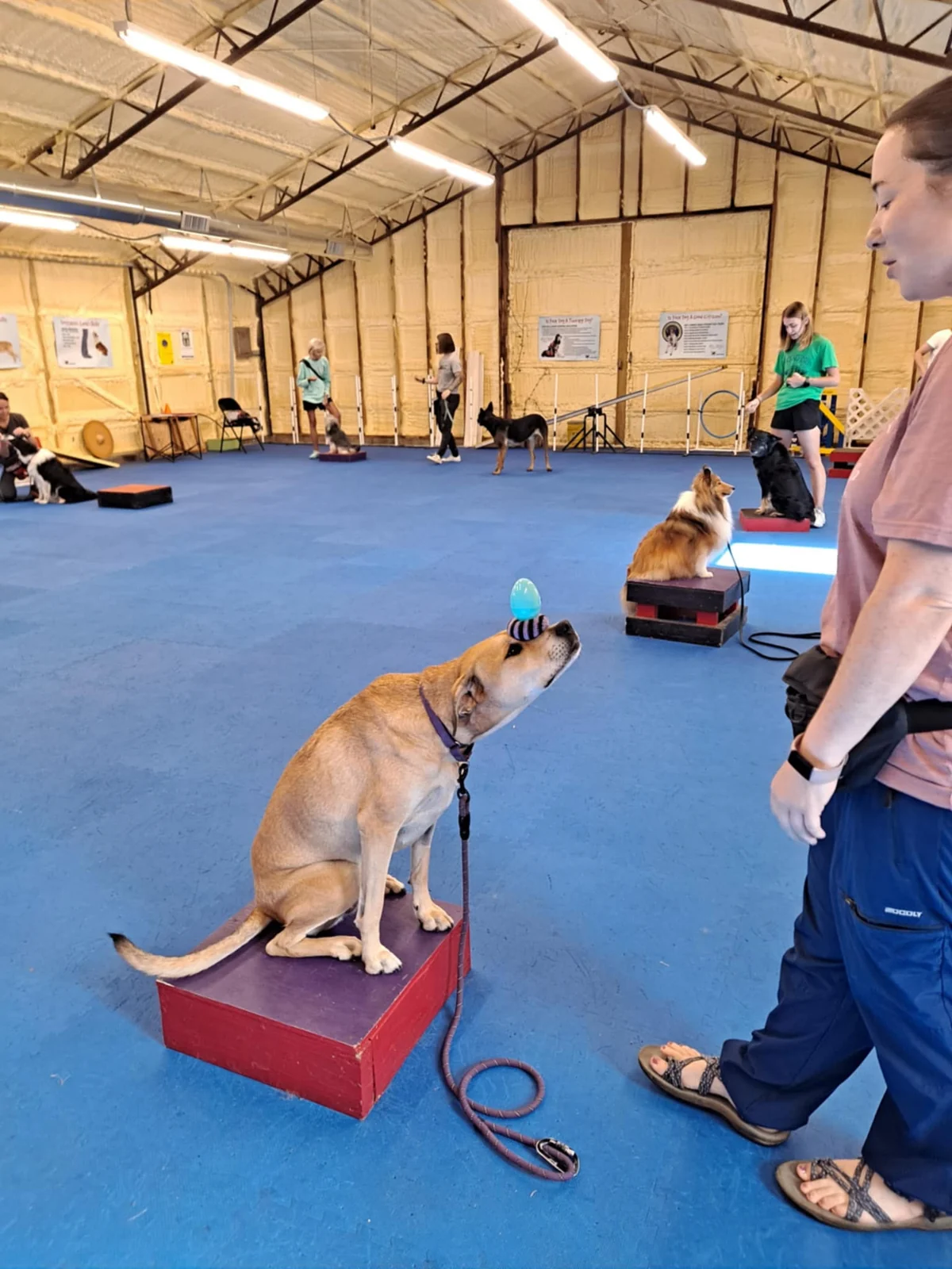 Dogtastic training group